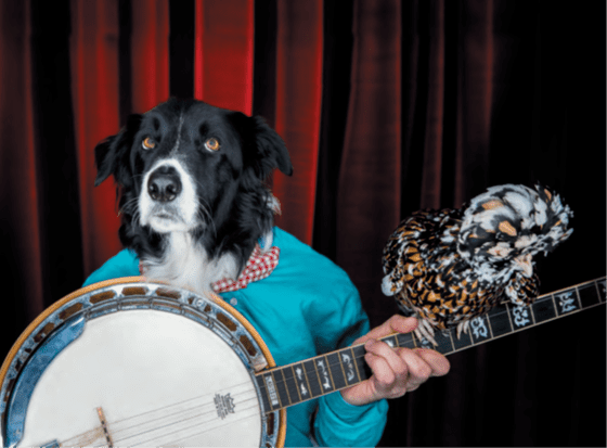 Quand les poules joueront du banjo - La Batoude, centre des arts du cirque et de la rue